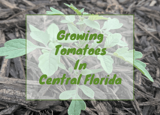 Growing Tomatoes in Central Florida