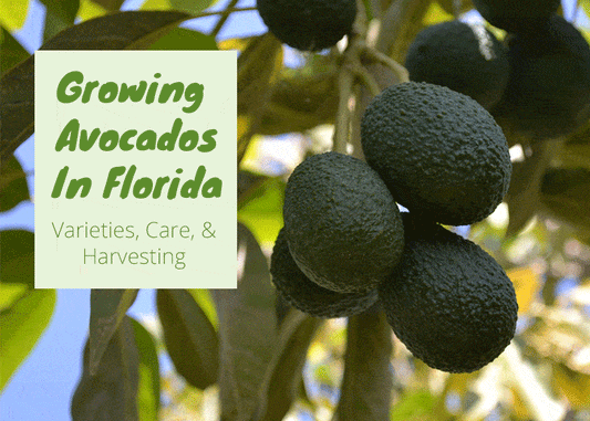Growing Avocados In Florida