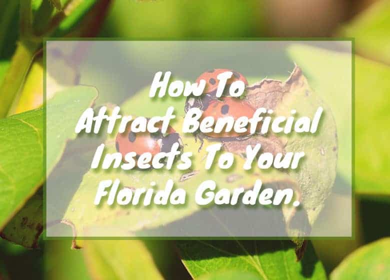 How To Attract Beneficial Insects To Your Florida Garden