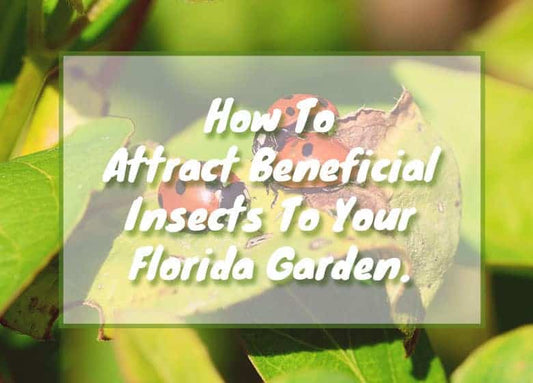 How To Attract Beneficial Insects To Your Florida Garden