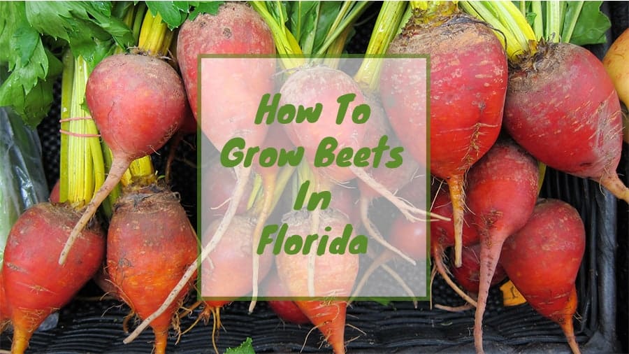 How To Grow Beets in Florida