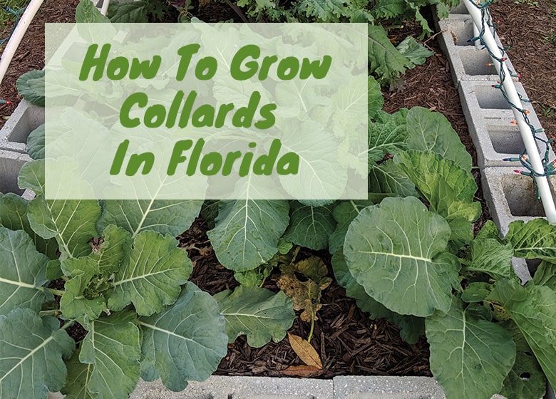 How To Grow Collard Greens In Florida