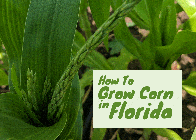 How To Grow Corn in Florida