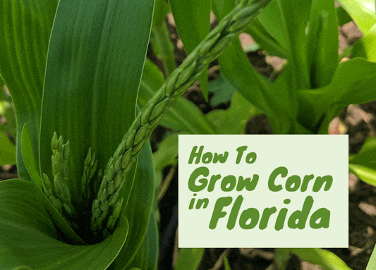 How To Grow Corn in Florida