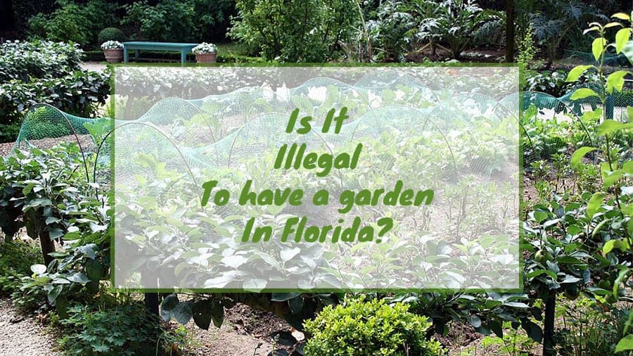 Is it illegal to have a garden in Florida?