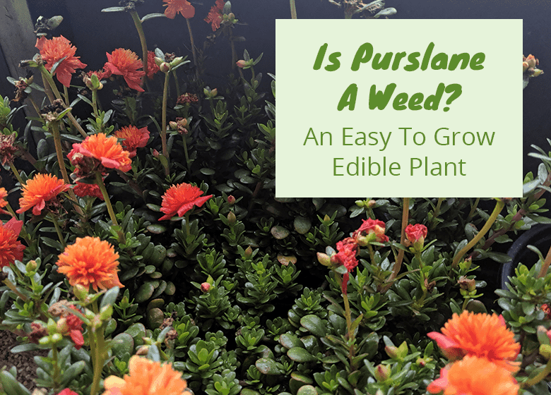 Is Purslane A Weed?