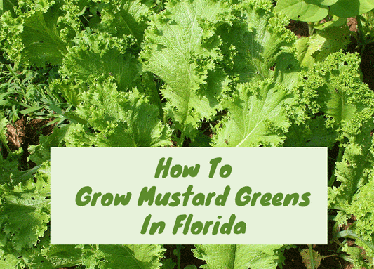 How To Grow Mustard Greens In Florida