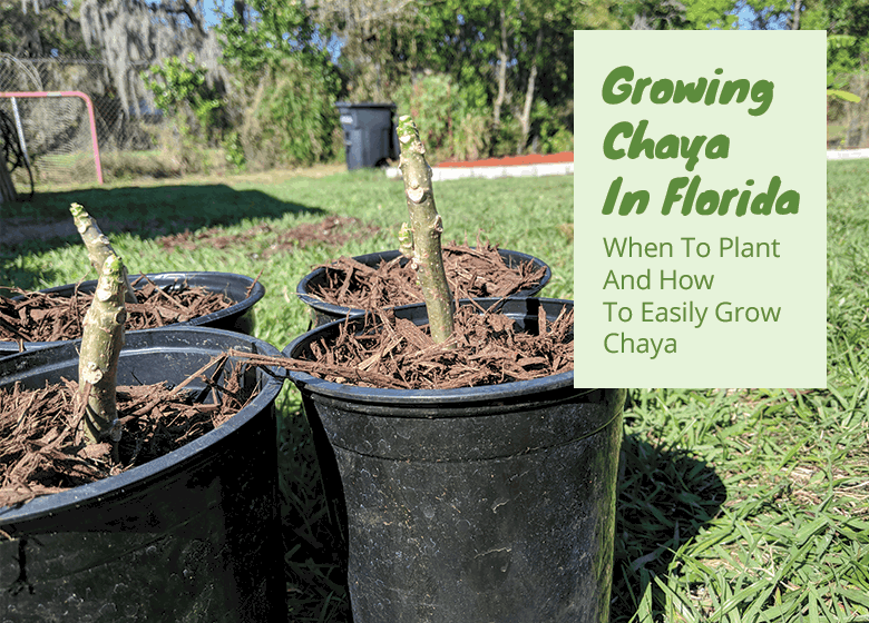 Planting And Growing Chaya In Florida