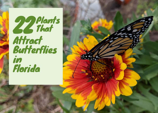 Best Plants To Attract Butterflies In Florida