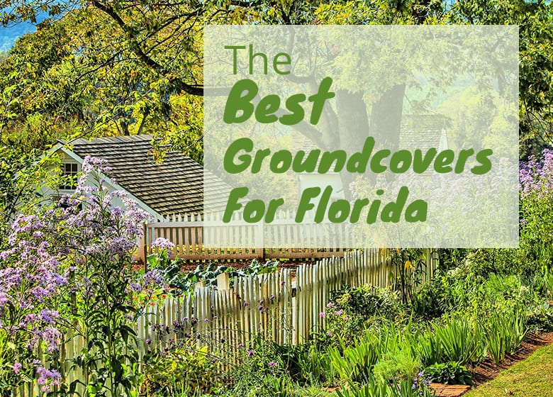 The Best Groundcovers for Florida