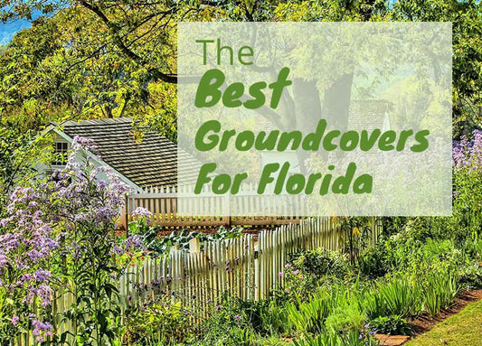 The Best Groundcovers for Florida