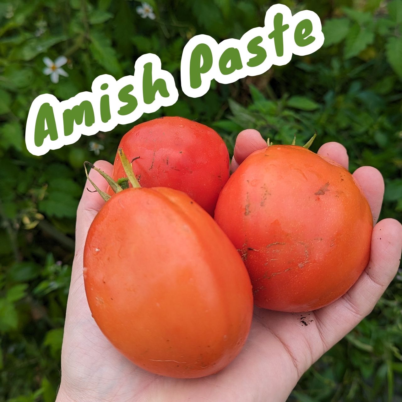 Florida Heirloom Tomato Seed Variety Pack (8 Heat-Tolerant Varieties)