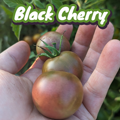 Florida Tomatoes Live Plants 3 Pack - Everglades, Black Cherry, Yellow Flame