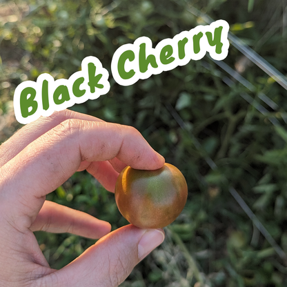 Florida Heirloom Tomato Seed Variety Pack (8 Heat-Tolerant Varieties)