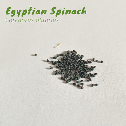 Florida Summer Leafy Greens Seed Pack