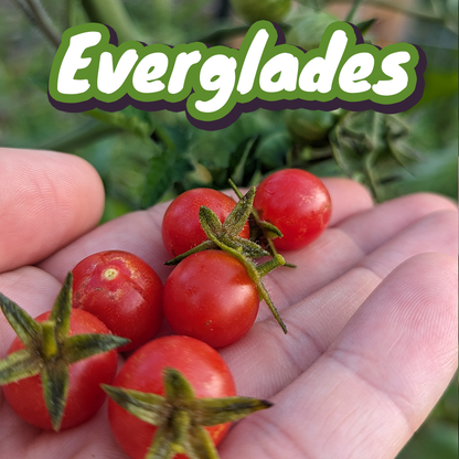 Florida Tomatoes Live Plants 3 Pack - Everglades, Black Cherry, Yellow Flame