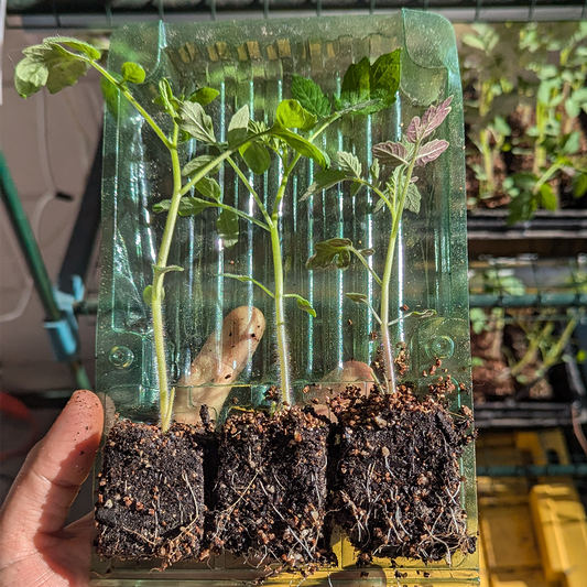 Florida Tomatoes Live Plants 3 Pack - Everglades, Black Cherry, Yellow Flame