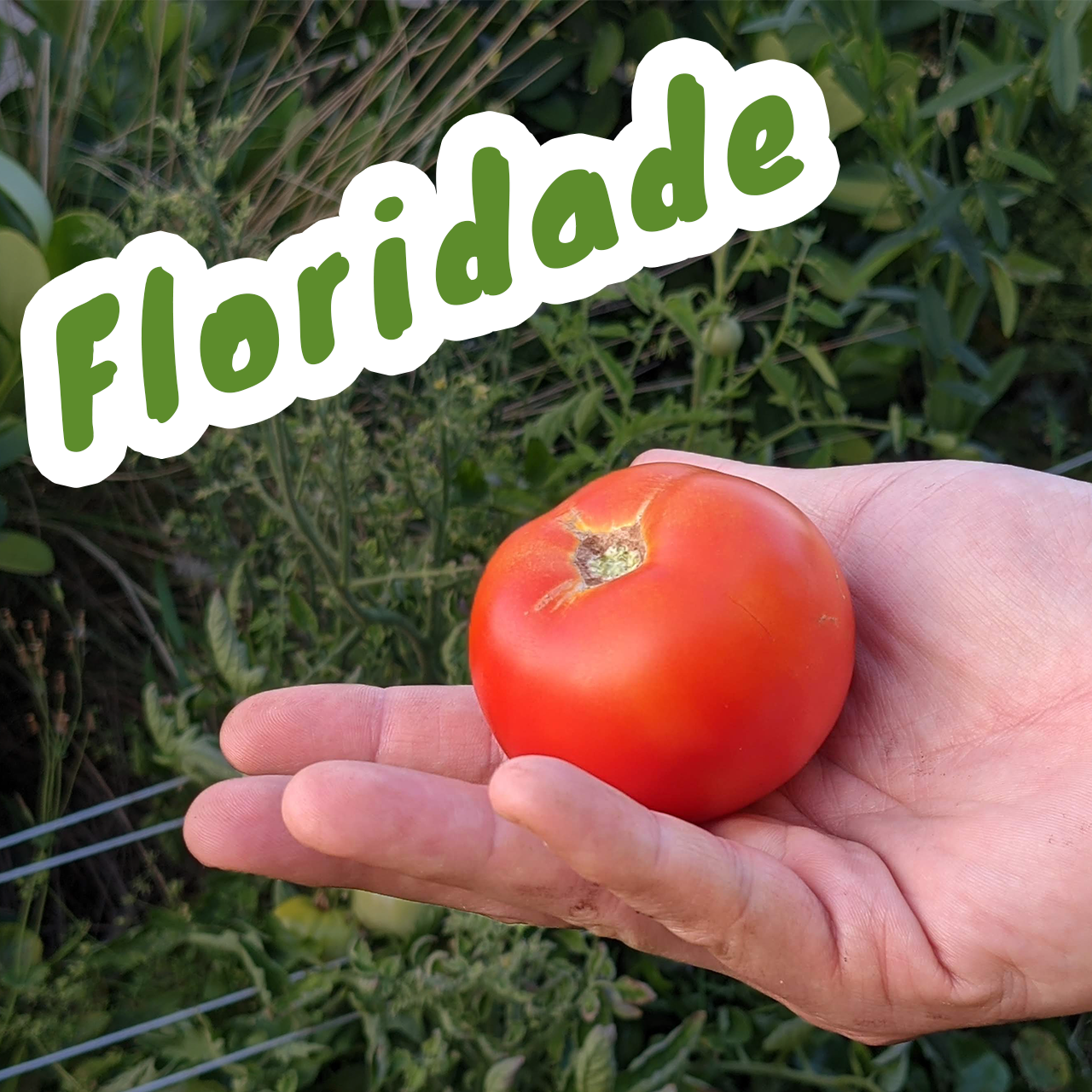 Florida Heirloom Tomato Seed Variety Pack (8 Heat-Tolerant Varieties)