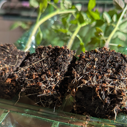 Florida Tomatoes Live Plants 3 Pack - Everglades, Black Cherry, Yellow Flame