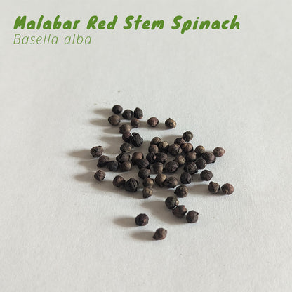 Florida Summer Leafy Greens Seed Pack