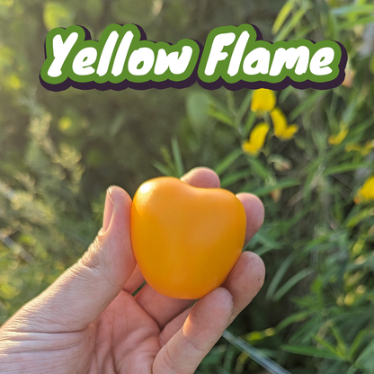 Florida Tomatoes Live Plants 3 Pack - Everglades, Black Cherry, Yellow Flame