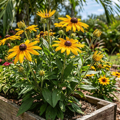 Florida Flower Pack