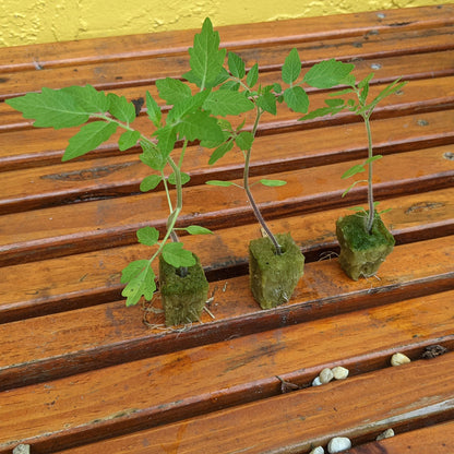 Everglades Tomato Plants - 3 Pack