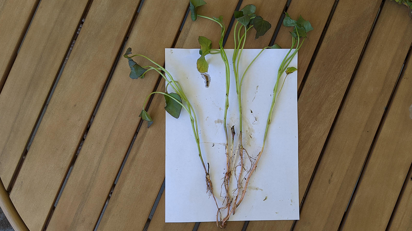Beauregard, Sweet Potato Slips