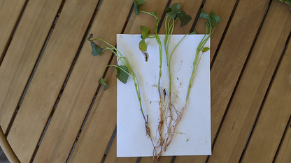 Beauregard, Sweet Potato Slips