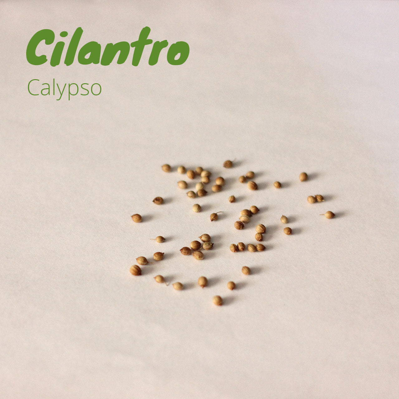 Cilantro - Slow Bolt