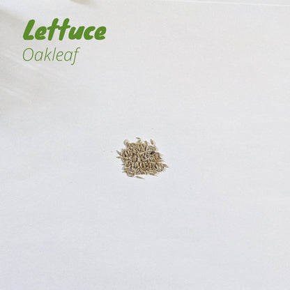 Lettuce - Oakleaf