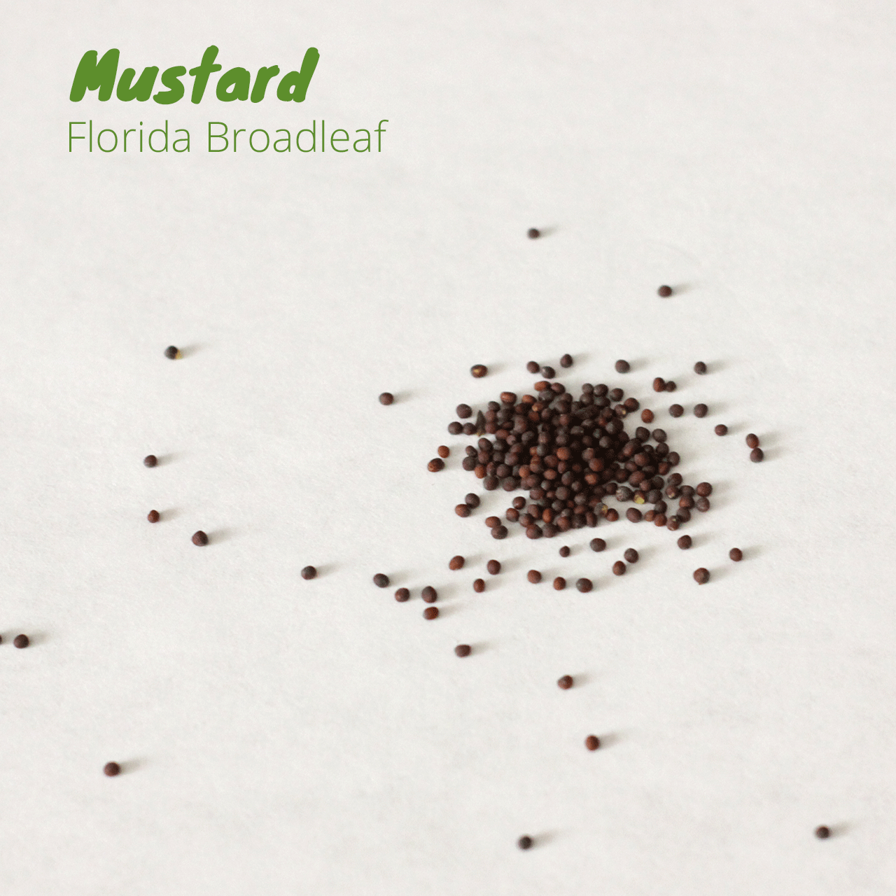 Fall Florida Vegetable Garden Seed Pack