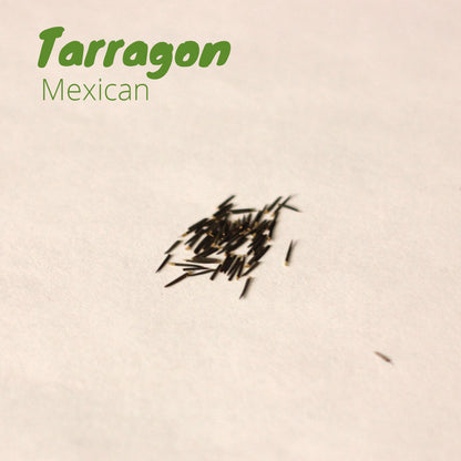 Tarragon - Mexican