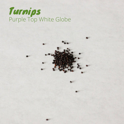 Turnip - Purple Top White Globe