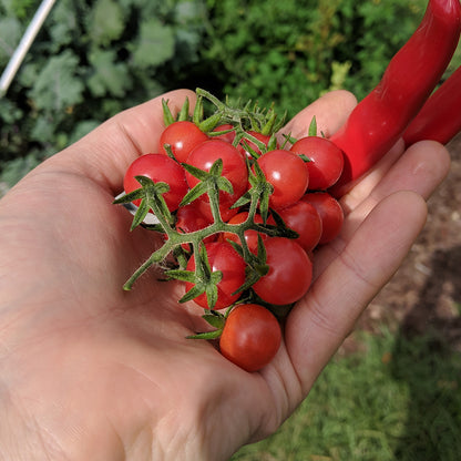 Everglades Tomato Plants - 3 Pack