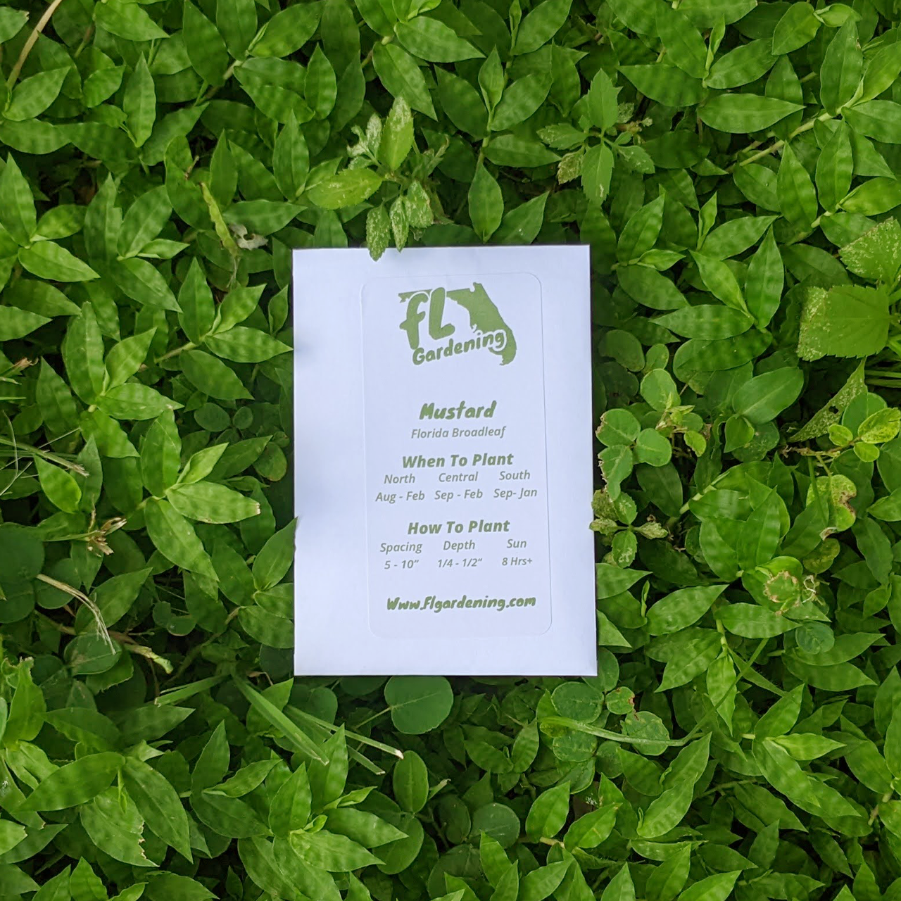 Mustard - Florida Broadleaf – Fl Gardening