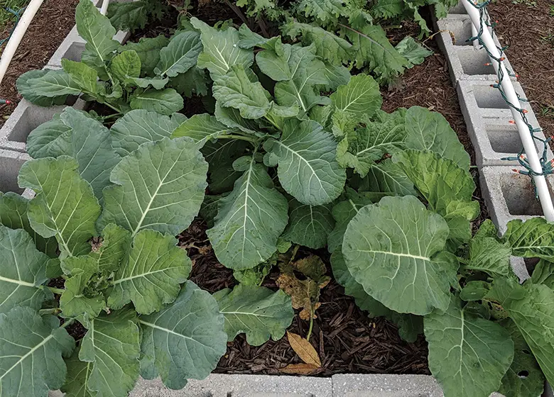 how-to-grow-collard-greens-in-florida