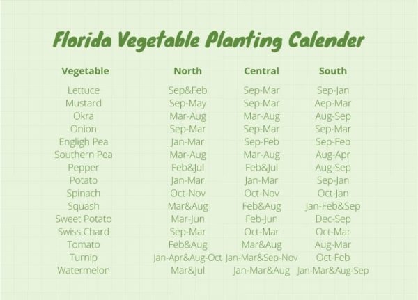 Florida Vegetable Gardening | A Complete Beginners Guide