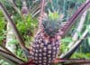 Growing Pineapples In Florida – Fl Gardening