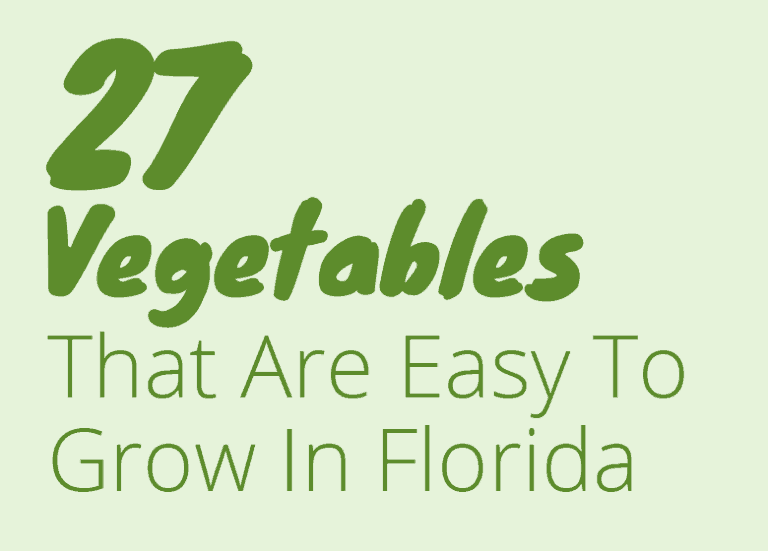 27 Easy Vegetables To Grow In Florida For All Parts Of The State