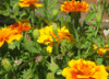 Growing Marigolds In Florida – Fl Gardening