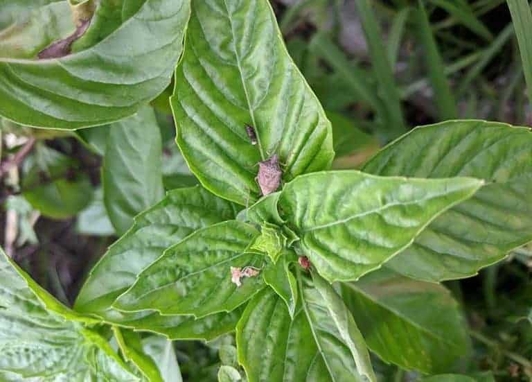 Growing Basil In Florida | Varieties & Issues You May See