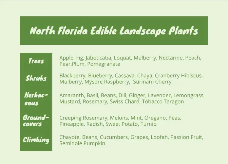 Edible Landscape Plants For Florida – Fl Gardening