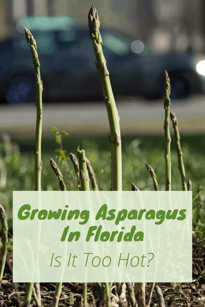 Can You Grow Asparagus In Florida? Tips &amp; Varieties To Plant