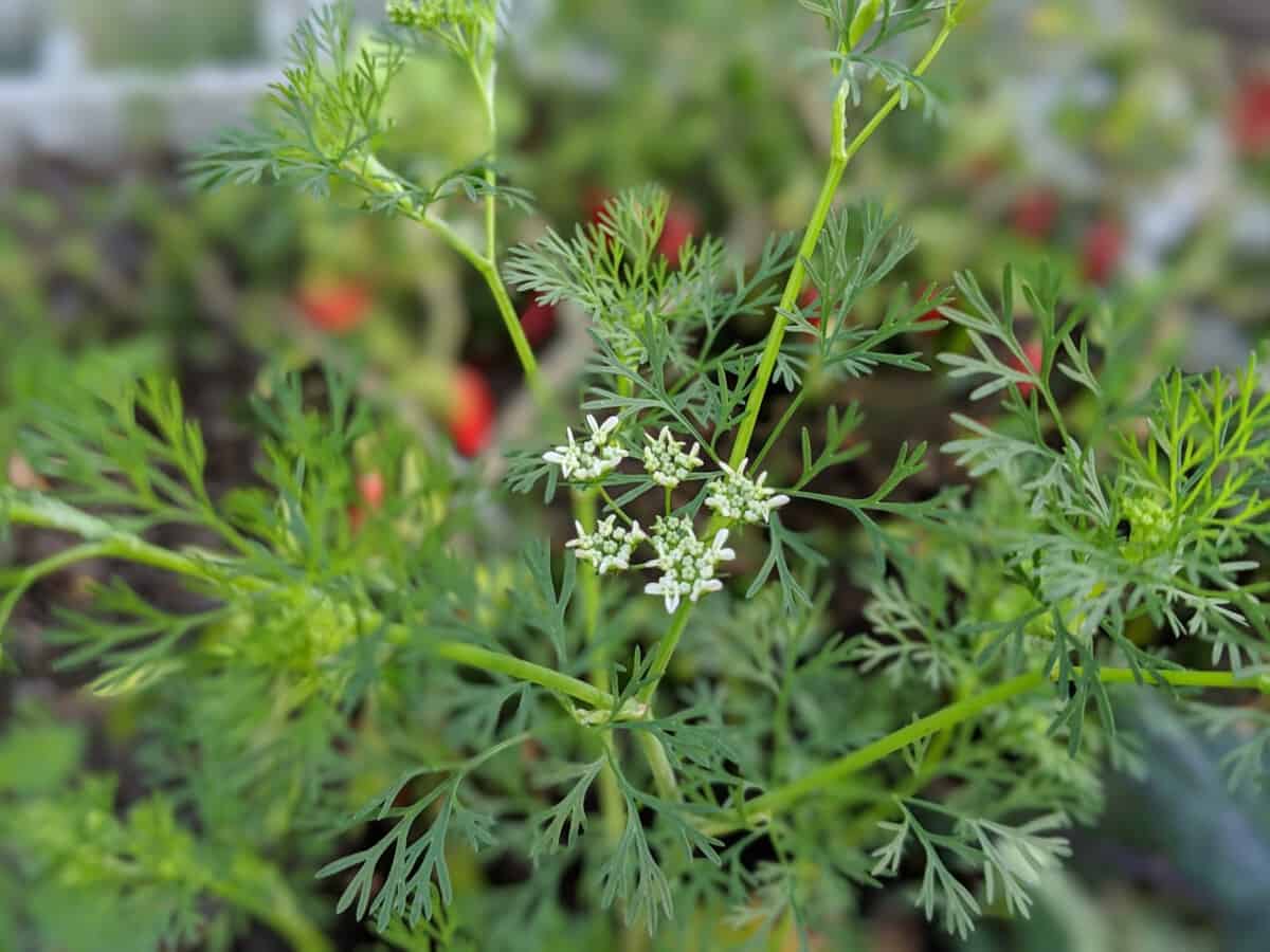 Grow Dill In Florida Fl Gardening