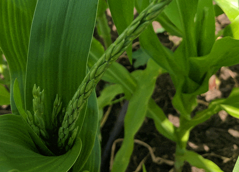 When is the best time to plant corn information