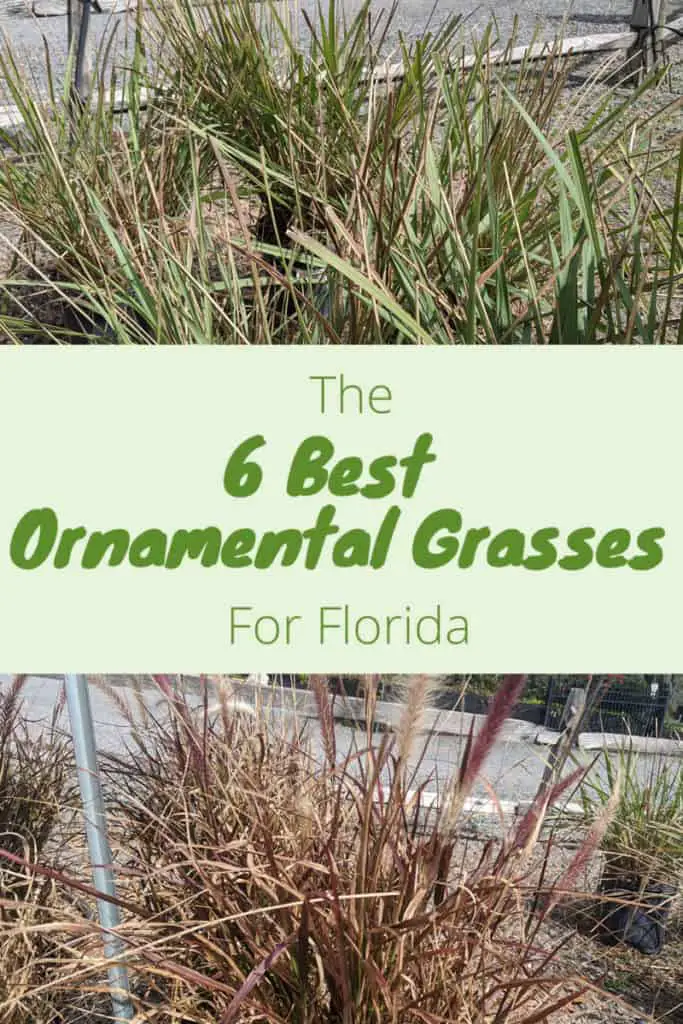 Best Ornamental Grasses To Grow In Florida – Fl Gardening