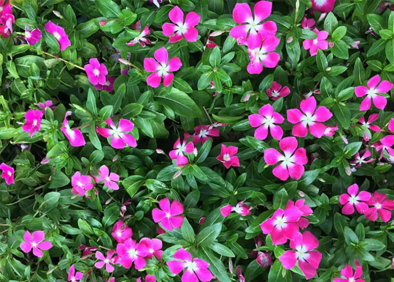 Flowers that Bloom Year-Round in Florida – Fl Gardening