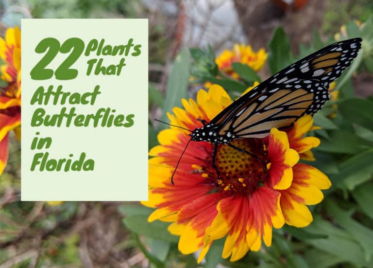 Plants That Attract Butterflies In Central Florida