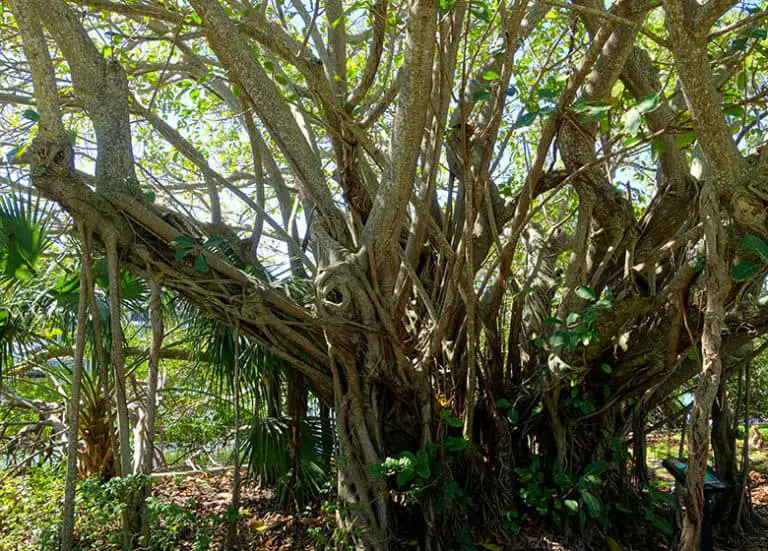 The Best Trees to Plant in Florida – Fl Gardening